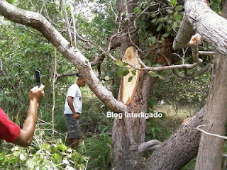 braziltrees022212