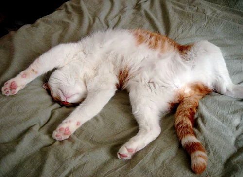 kat1