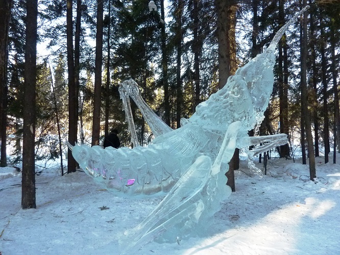 ice_insect1a
