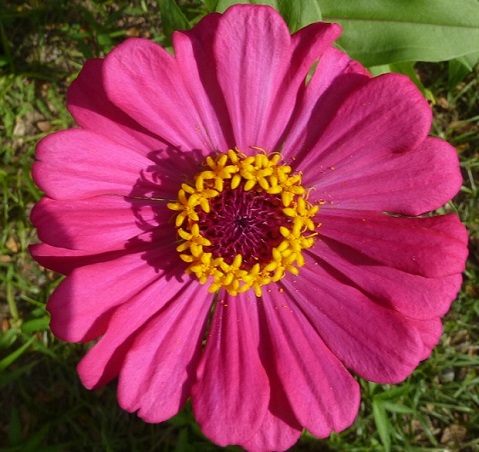 honiara_flower1
