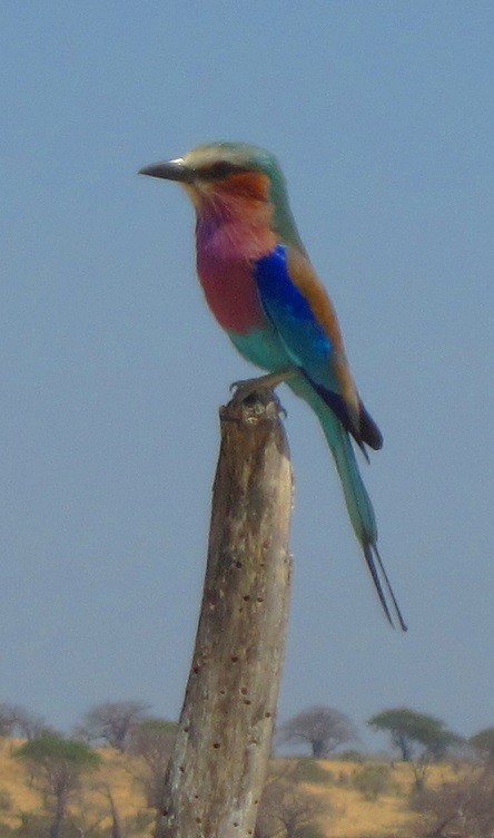 Lilac breasted roller_roger1