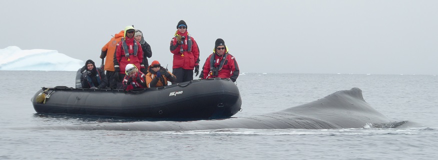 What you might see on an Antarctica Eclipse Cruise 2021 - Humpback Whales