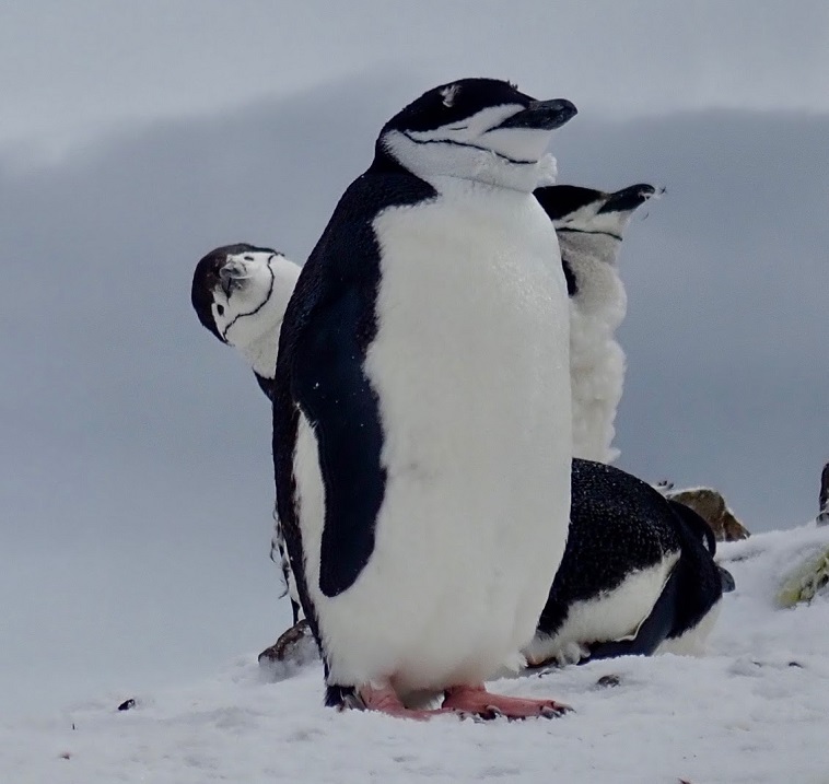 Antarctica-Eclipse-2021-we-should-see-a-lot-of-peeking-penguins